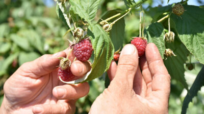 Ahududunun merkezi Bursa’da üretim alanı ve rekolte artıyor