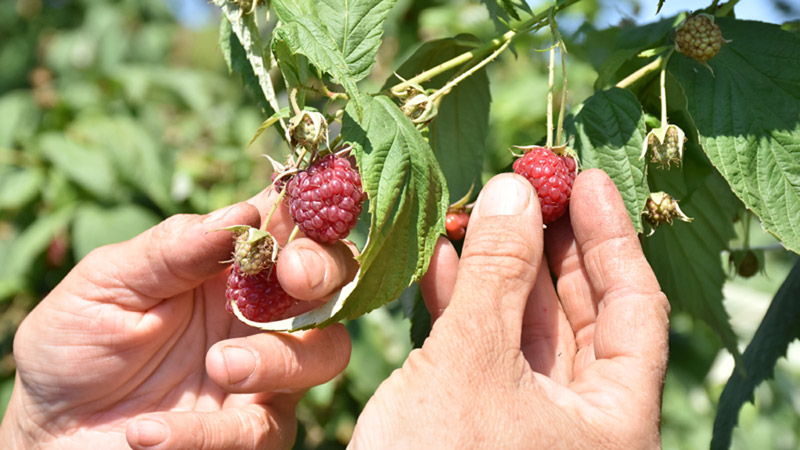 Ahududunun merkezi Bursa’da üretim alanı ve rekolte artıyor Ahududunun merkezi Bursa’da üretim alanı ve rekolte artıyor