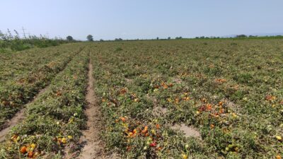 Bursa’da üretici şokta! Hasada sayılı günler kala büyük hüsran…
