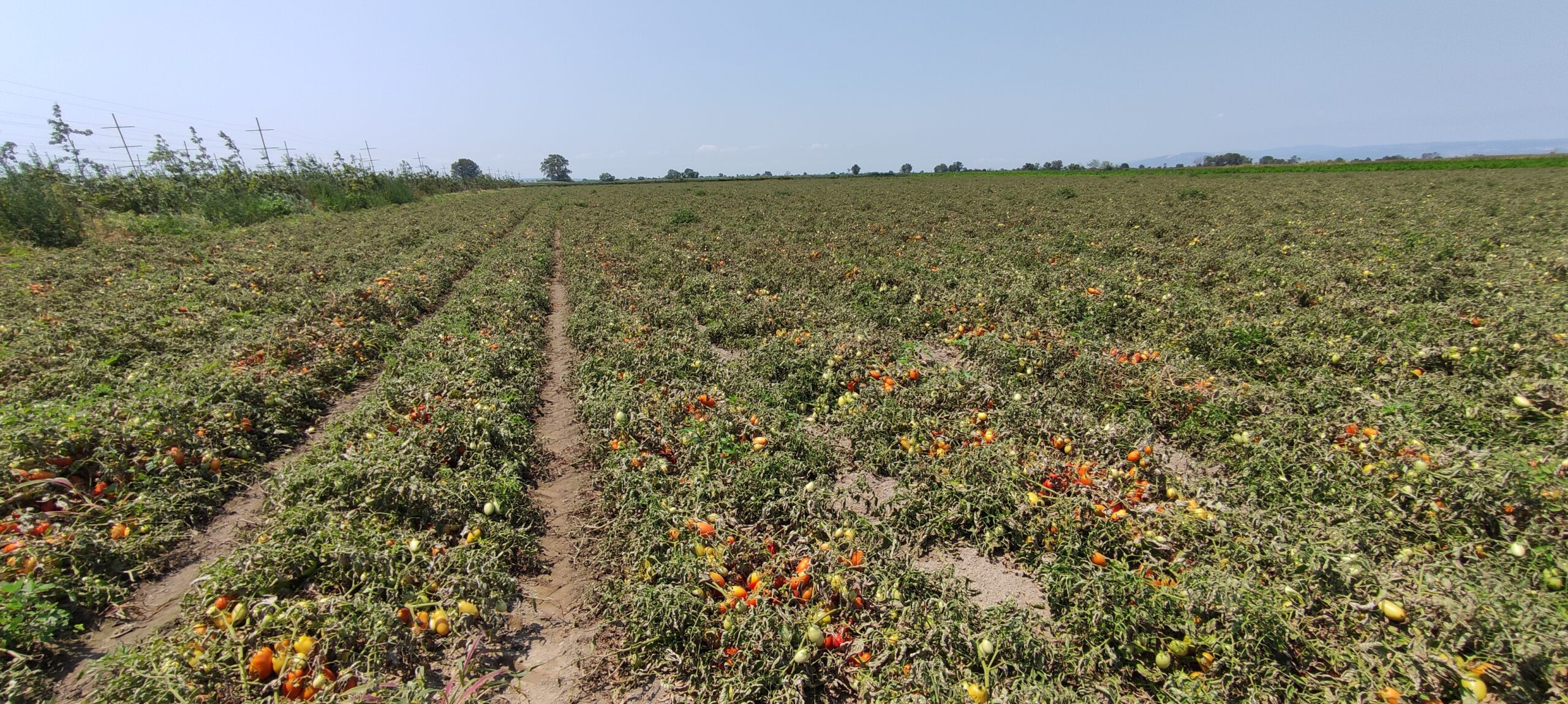 Bursa’da üretici şokta! Hasada sayılı günler kala büyük hüsran…