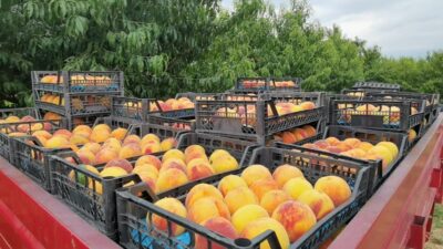 Bursa’da dalında 3, tezgahta 10 lira