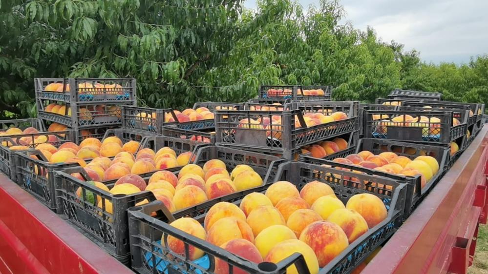 Bursa’da dalında 3, tezgahta 10 lira