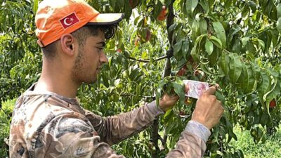 İnsanlık ölmemiş…Bursa’da kopardığı şeftali için bakın ne yaptı?