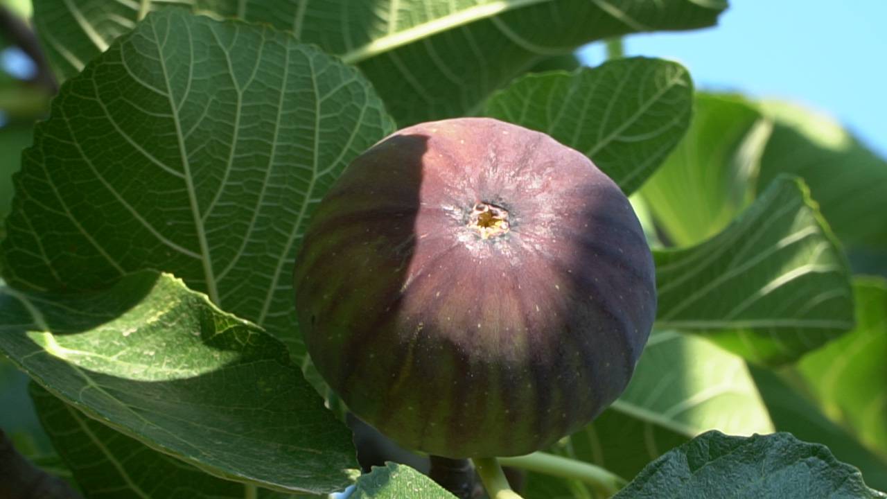 Mustafakemalpaşa’lı çiftçilerin incir mesaisi başladı Mustafakemalpaşa’lı çiftçilerin incir mesaisi başladı