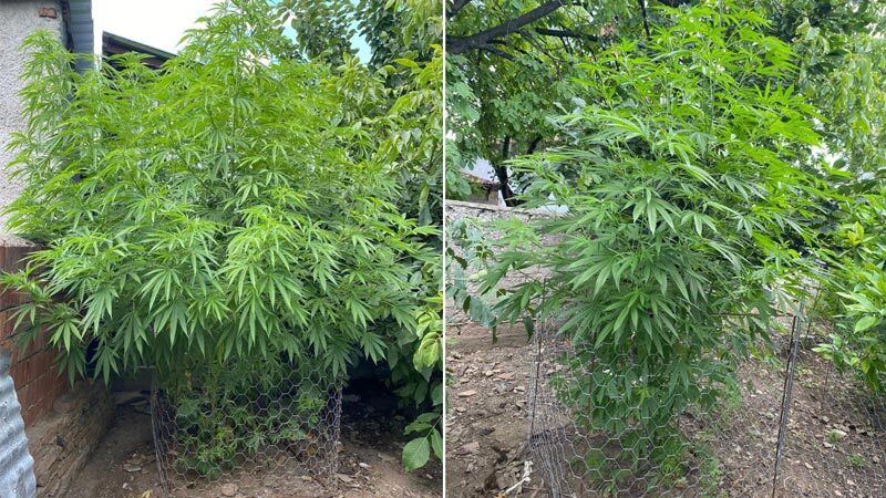 Bursa’da ‘zehir’ operasyonu! Gözaltına alındı Bursa’da şüpheli bir şahsın evine yapılan operasyonda 154 kök kenevir