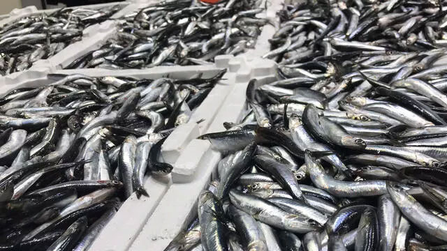 ‘Hamsi’ severlere kötü haber