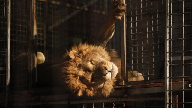 Aslan nüfusu son 20 yılda yüzde 43 azaldı