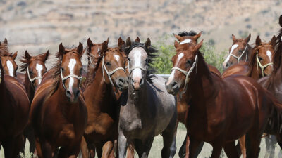 Karacabey TİGEM’den satılık elit Arap koşu tayı