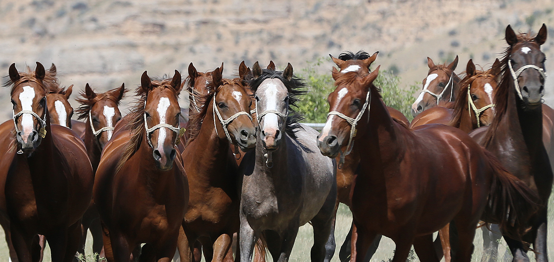 Karacabey TİGEM’den satılık elit Arap koşu tayı