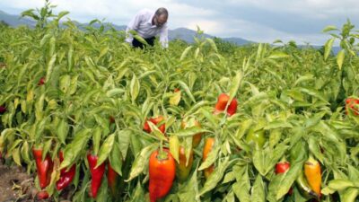 Bursa’da biber fiyatı üreticiyi sevindirdi