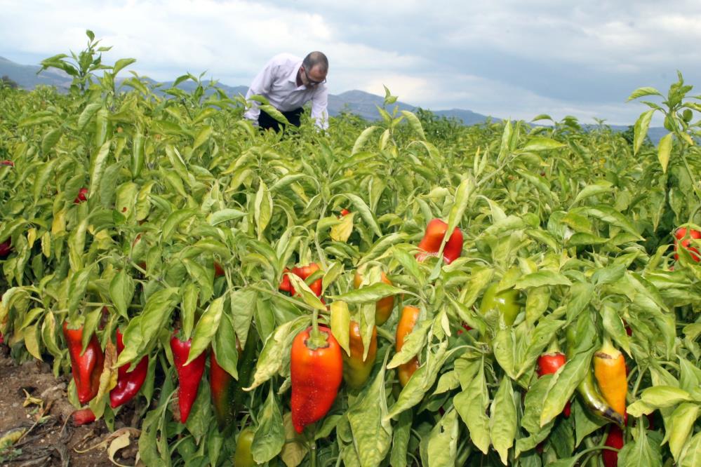 Bursa’da biber fiyatı üreticiyi sevindirdi
