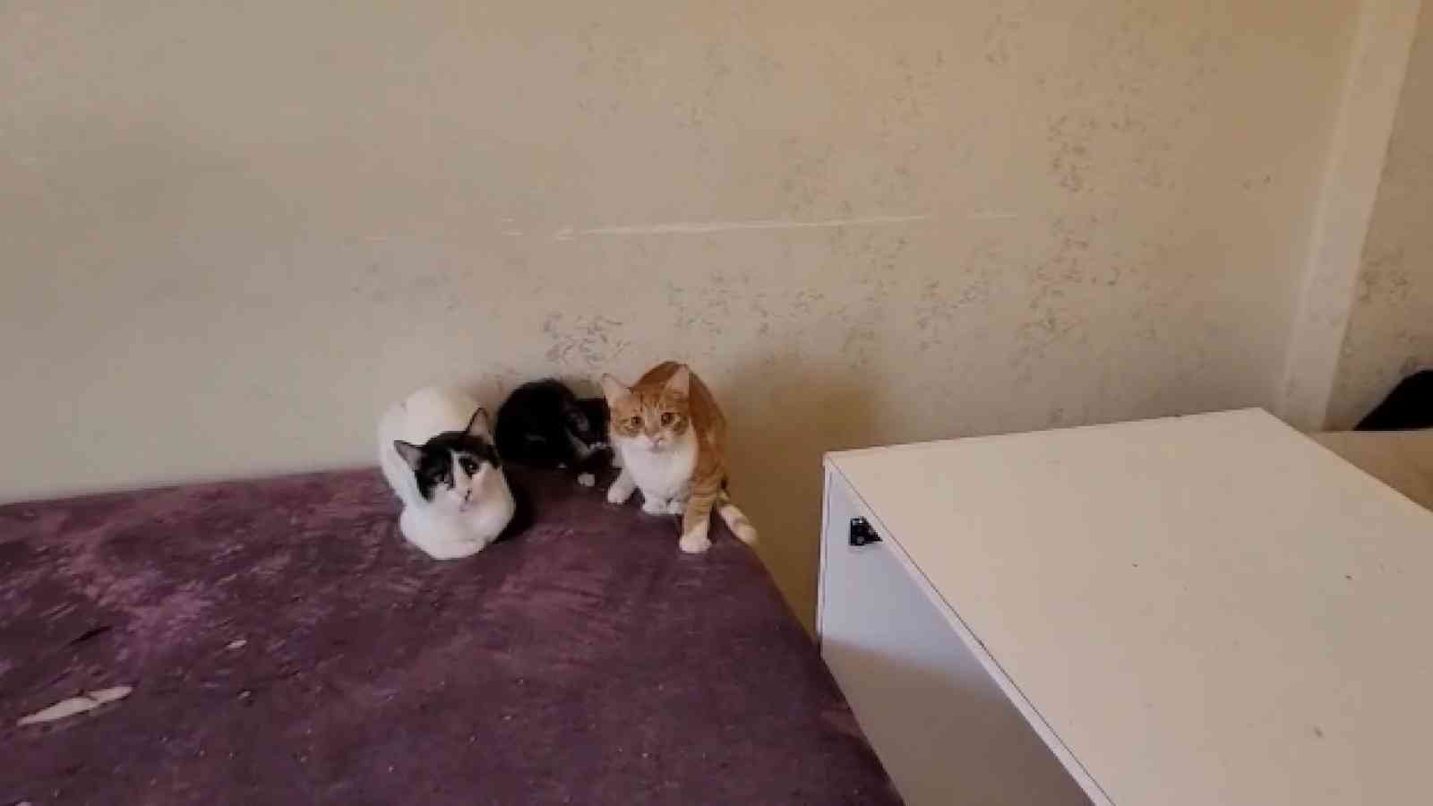 Bursa’da çöp evden onlarca kedi çıktı