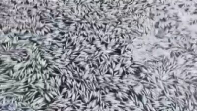 Bursa’da esrarengiz balık ölümleri