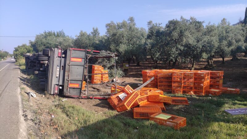 Bursa'nın Orhangazi ilçesinde kontrolden çıkarak, devrilen TIR'daki 5 bin tavuktan