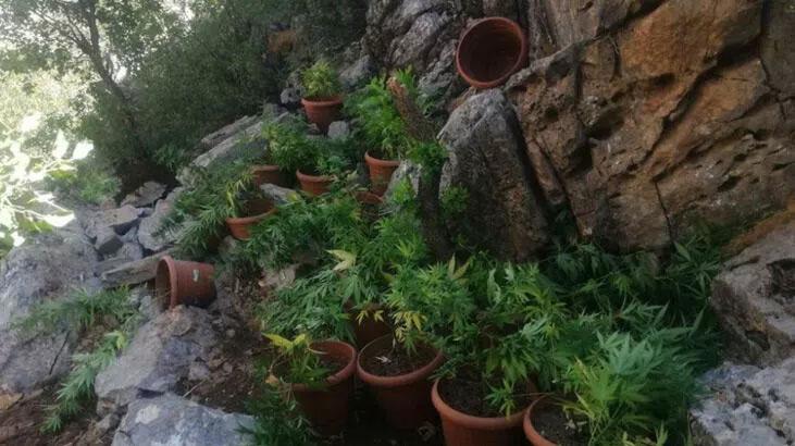 Terör örgütüne ‘Eren Abluka’ darbesi! 10 milyon 530 bin kök kenevir ele geçirildi