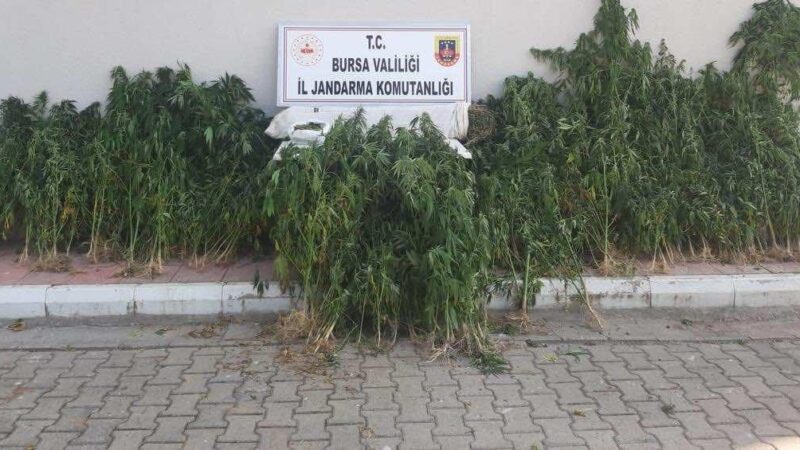 Bursa’da kaçak kenevir eken 3 kişi jandarmanın yaptığı operasyonla yakalandı.