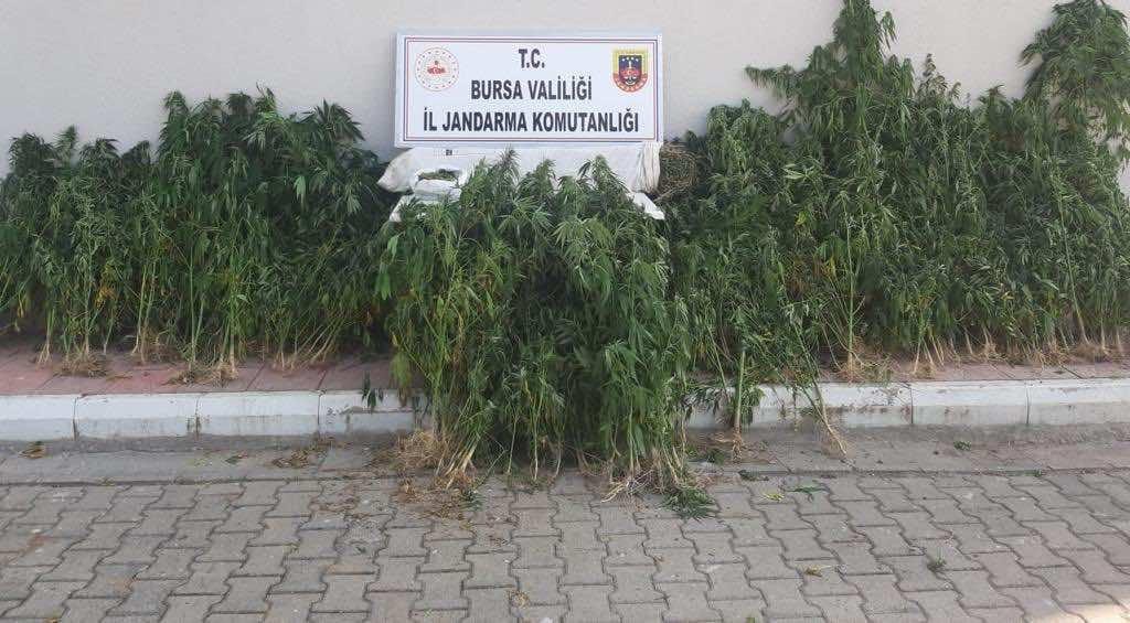 Bursa’da jandarma zehir tacirlerine göz açtırmadı Bursa’da jandarma zehir tacirlerine göz açtırmadı