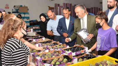 Kraliçe inciri için Bursa Büyükşehir devrede