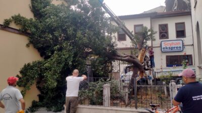 Mudanya’da yıldırım türbe içindeki ağacı ikiye böldü