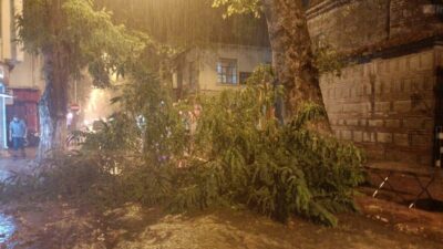 Bursa’da rüzgâr yüzyıllık ağacı devirdi!