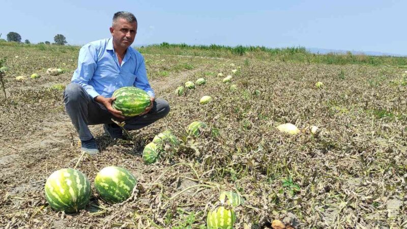 Bursa’da sezonu tarlada 3 liradan açan karpuzun fiyatı 80 kuruşa