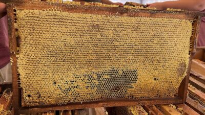 Dededen toruna 3 kuşak arıcıların ‘bal yolculuğu’ tamamlandı