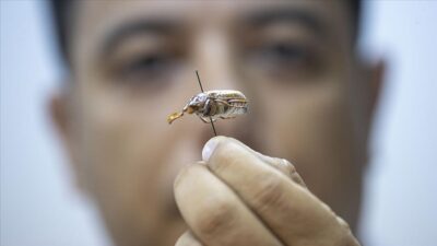 Bu müzede 530 böcek türü var