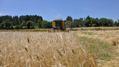Kastamonu’da ‘Hitit buğdayı’ siyezin hasadına başlandı