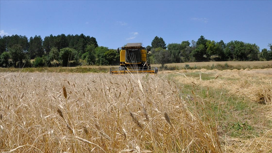 Kastamonu’da ‘Hitit buğdayı’ siyezin hasadına başlandı