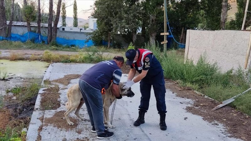 Sivas'ta köpeklerini aç ve susuz bırakan kişiye 4 bin 86