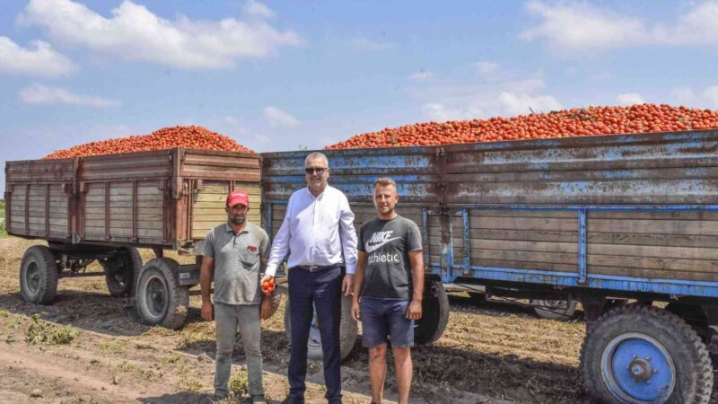 Türkiye’nin salçalık domatesinin yüzde 40’ını karşılayan Bursa’nın Karacabey ilçesinde hasat