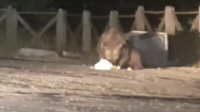 Uludağ’da aç kalan ayı oteller bölgesine geldi