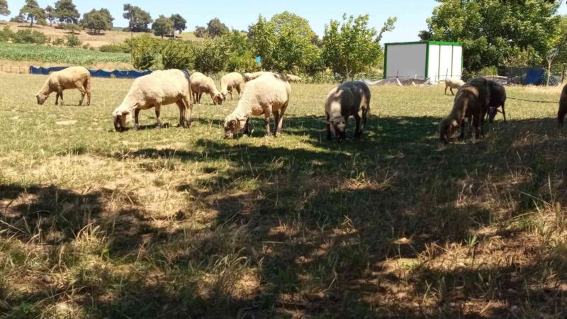 Bursa’da bu ilçeye hayvan giriş çıkışları yasaklandı! Bursa’nın Yenişehir ilçesinde bulunan hayvan pazarı, küçükbaş hayvanlarda görülen şap
