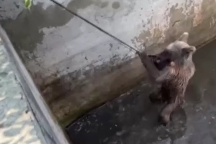 Bursa’da sulama kanalına düşen ayı, 5 saatlik çalışmayla kurtarıldı