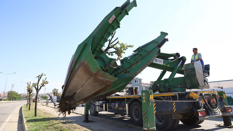 Bursa’da yolda kalan ağaçlar taşınıyor