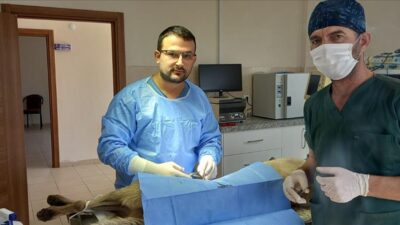 İnegöl’de veteriner hekimlerle sokak hayvanları için iş birliği yapılıyor