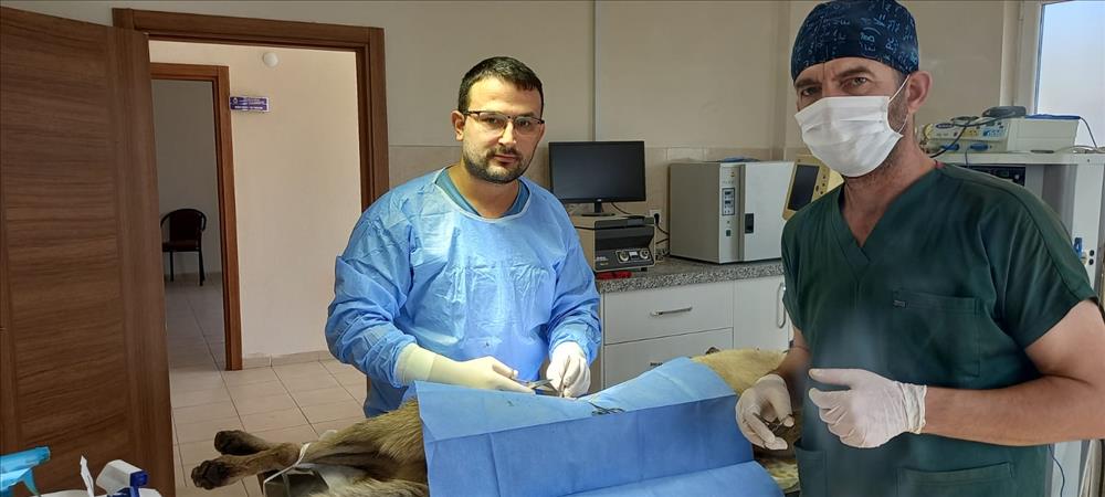 İnegöl’de veteriner hekimlerle sokak hayvanları için iş birliği yapılıyor