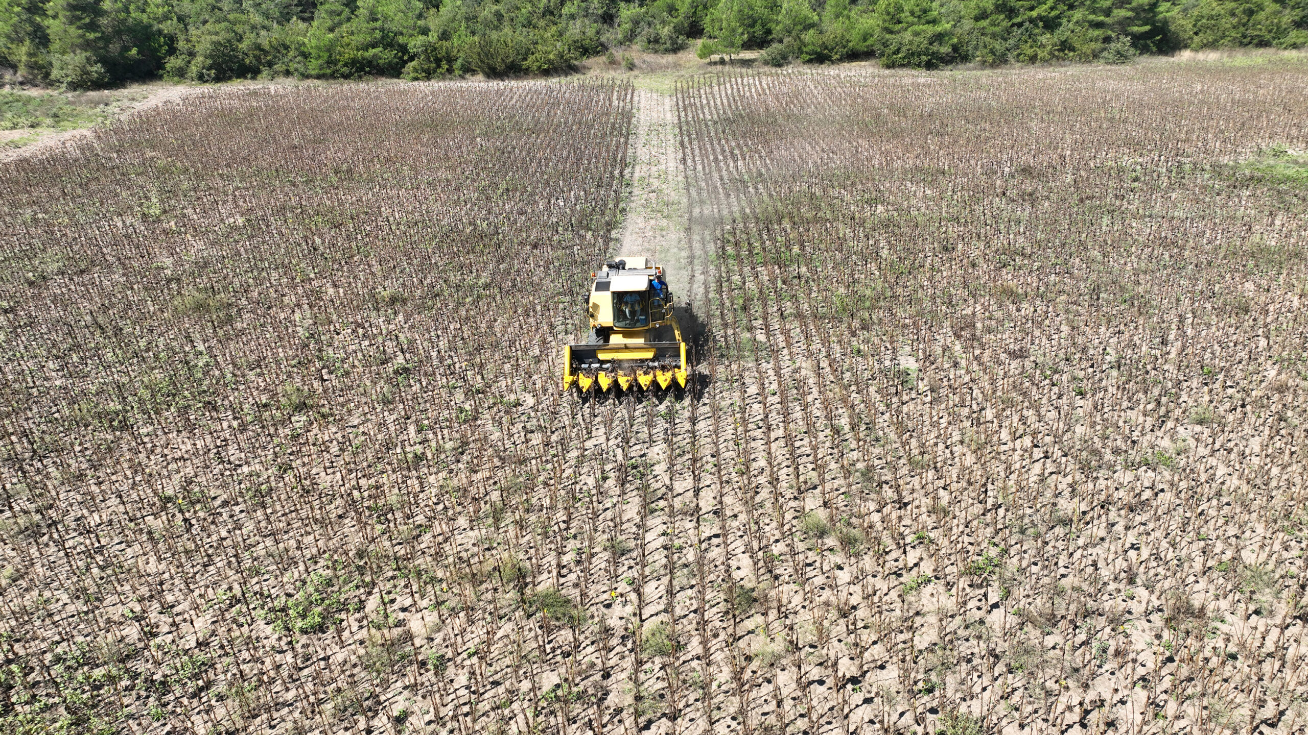 Mudanya Belediyesi’nden topraktan halka ayçiçek yağı