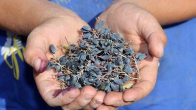 Doğal şifa! Dikenli çalıların arasından…