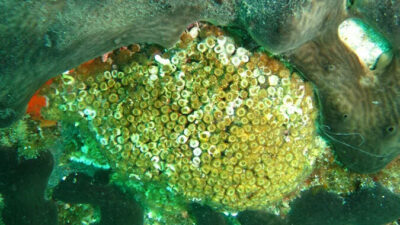 7 deniz canlısının avlanması ve satışına yasak