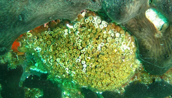 7 deniz canlısının avlanması ve satışına yasak