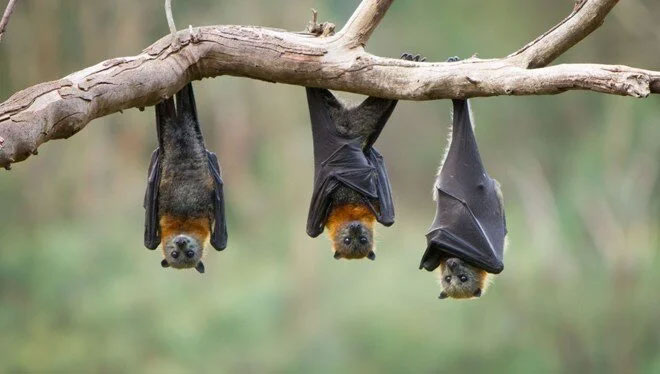 Yarasalarda aşılara dirençli yeni koronavirüs: Khosta-2