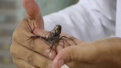 Şanlıurfa’da akrep çiftliği: Zehrinin litresi 10 milyon dolar