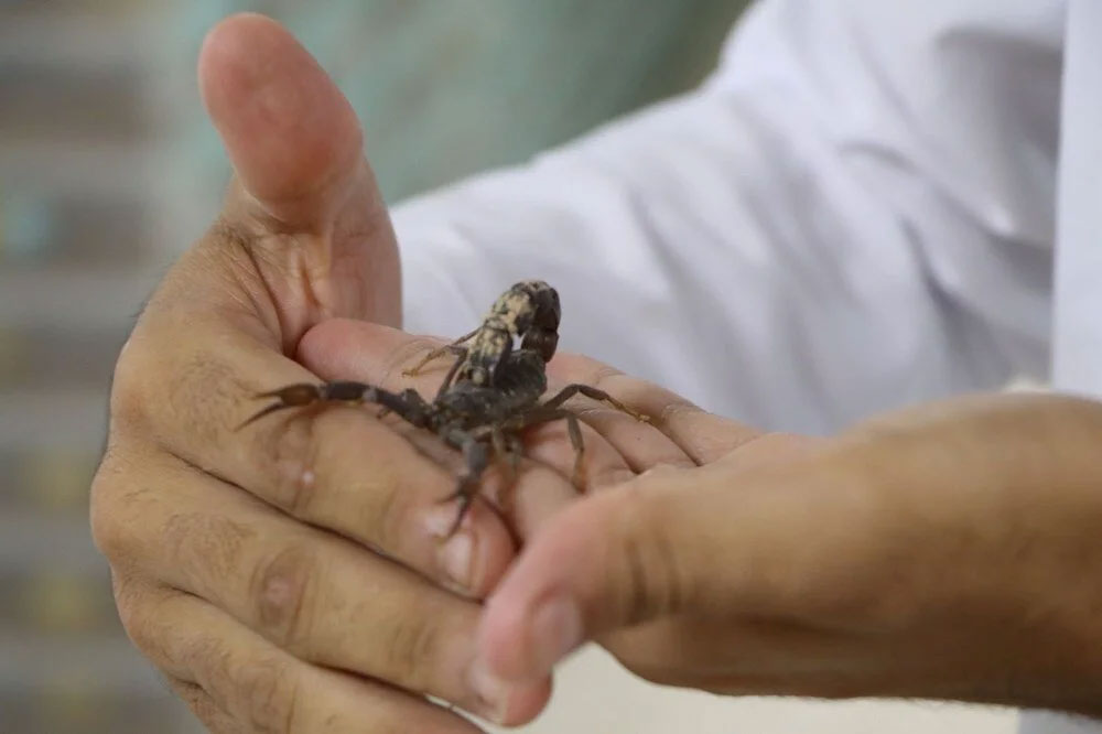 Şanlıurfa’da akrep çiftliği: Zehrinin litresi 10 milyon dolar