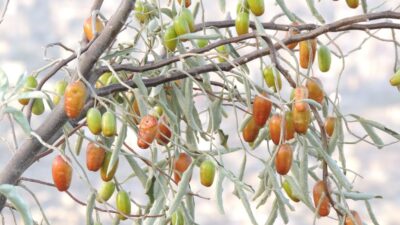 Diş eti hastalığı olana ilaç gibi gelecek…