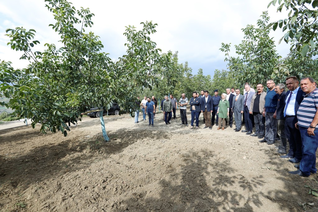 İnegöl’de ceviz hasadı başladı İnegöl’de ceviz hasadı başladı