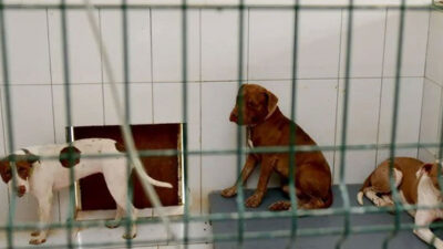 Belediyenin kedi evine giren 3 pitbull, 12 kediyi öldürdü