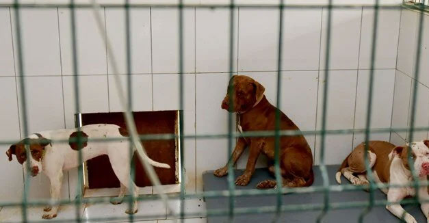 Belediyenin kedi evine giren 3 pitbull, 12 kediyi öldürdü