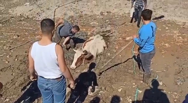 Bursa’da bataklığa saplanan inek kurtarıldı