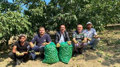 Bursa’da ceviz hasadı başladı